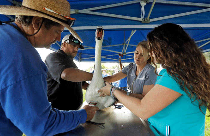 Examining a swan